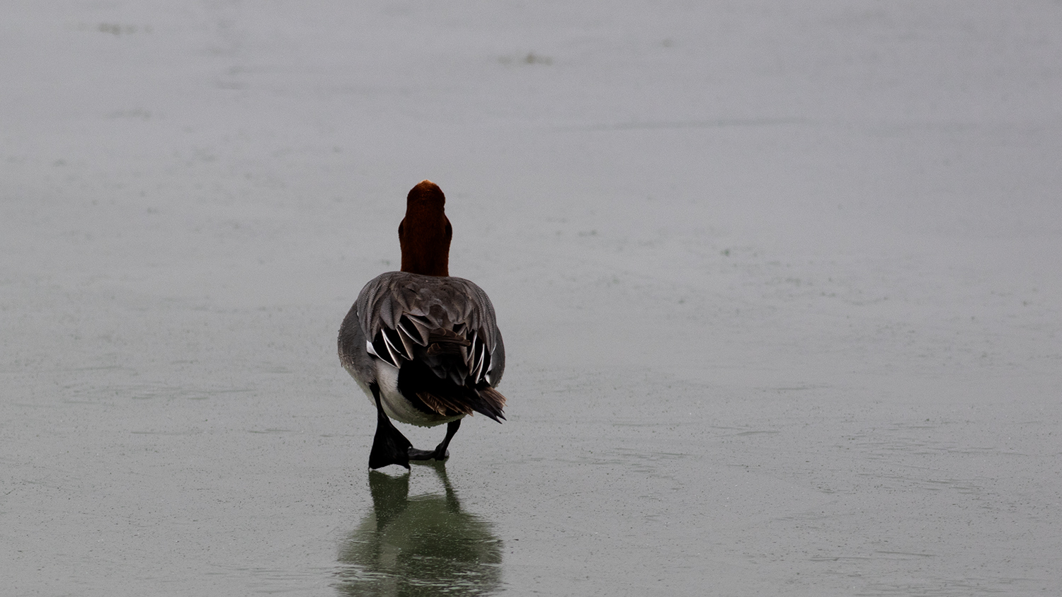 Eurasian Wigeon